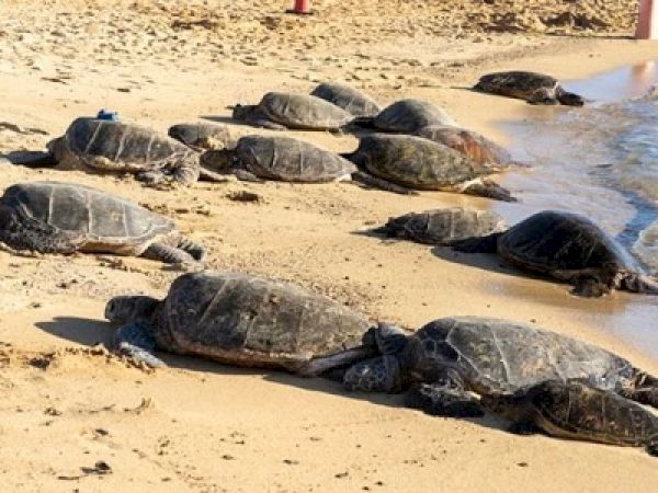 Koloa Landing Resort