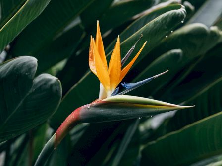 Koloa Landing Resort