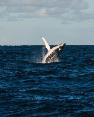 A whale breaching the ocean surface against a backdrop of blue water and cloudy sky.
